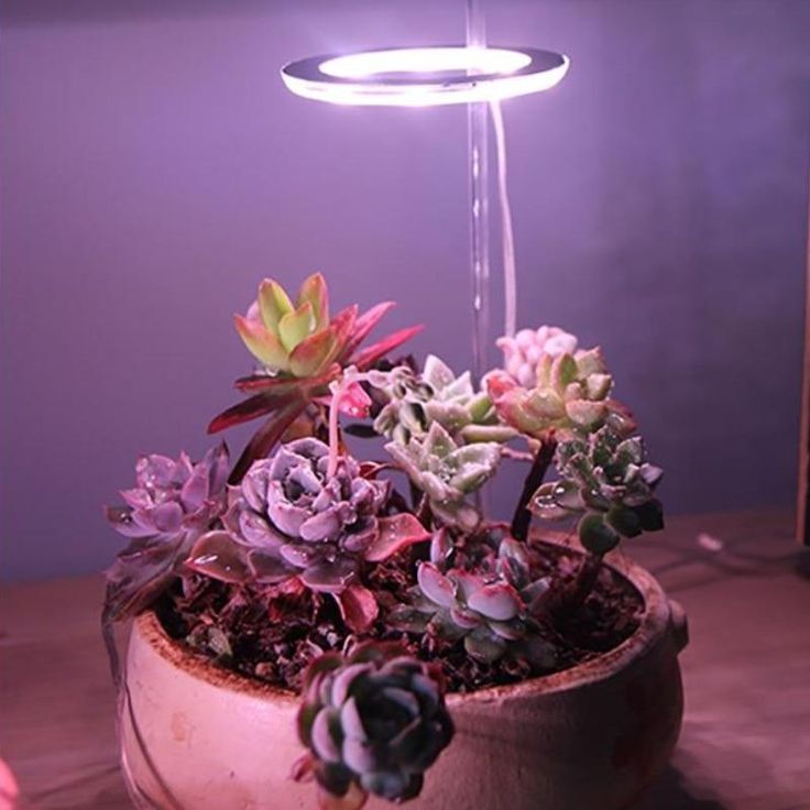 How to Diagnose If Your Indoor Plant Needs More Sun