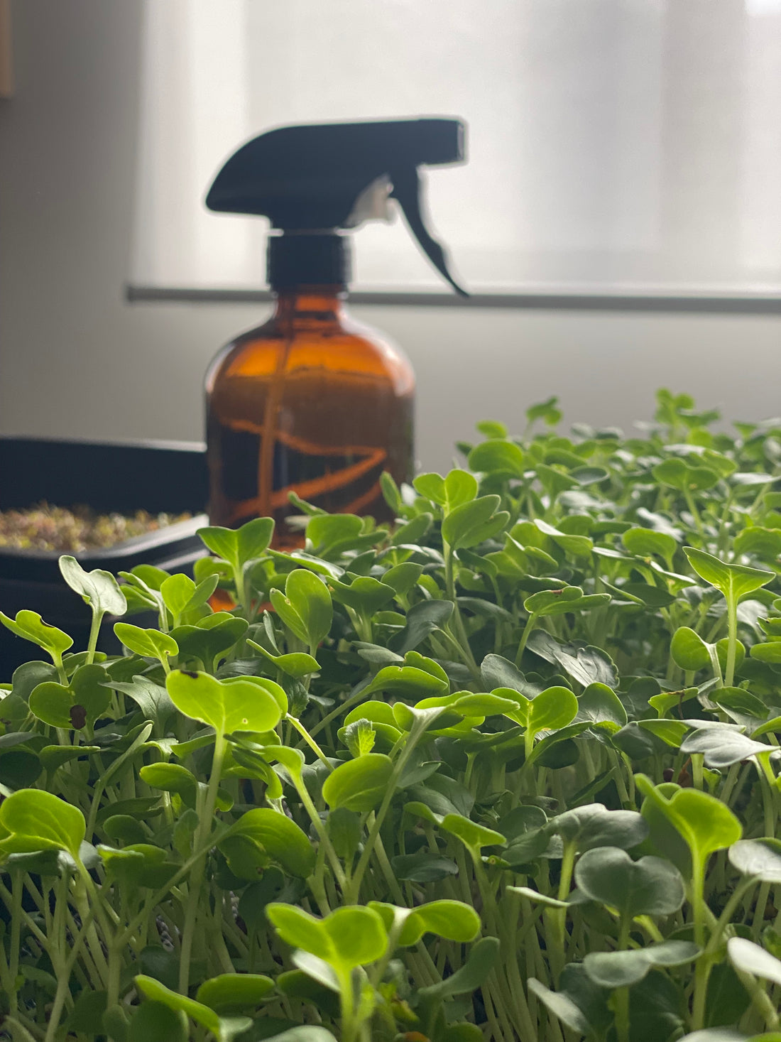 The Ultimate Guide to Growing Microgreens Hydroponically: No Soil, Only Mesh!