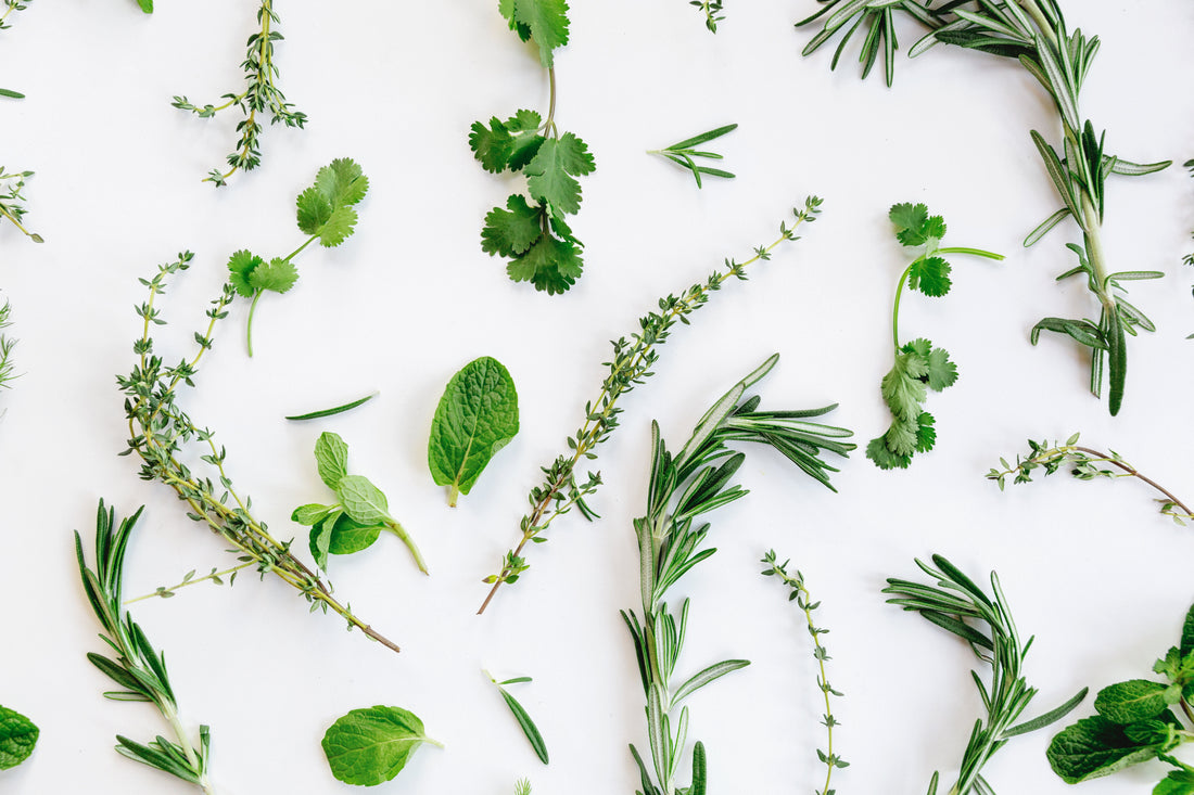 10 Indoor Herbs You Can Grow Year-Round with LED Grow Lights: Your Ultimate Guide to Fresh Flavors!