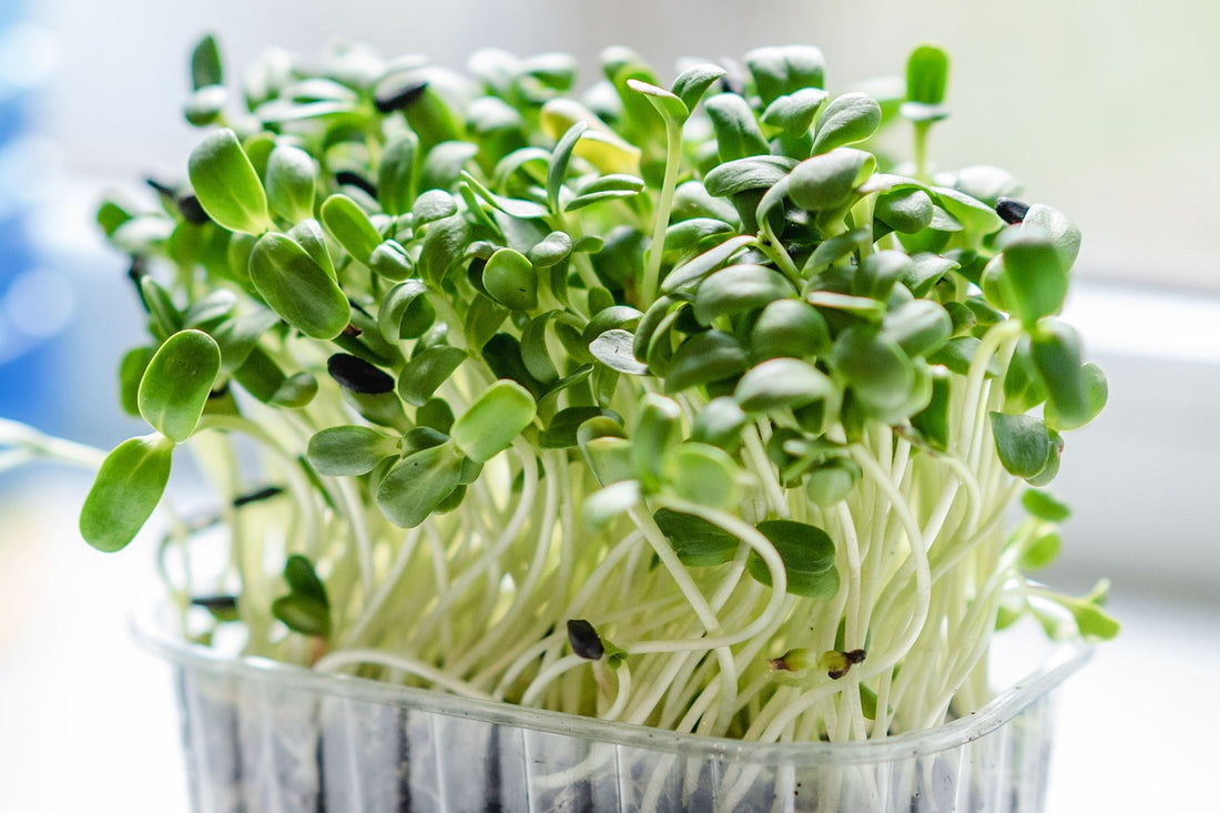 The Nine Best Microgreens to Grow Hydroponically Using Grow Lights