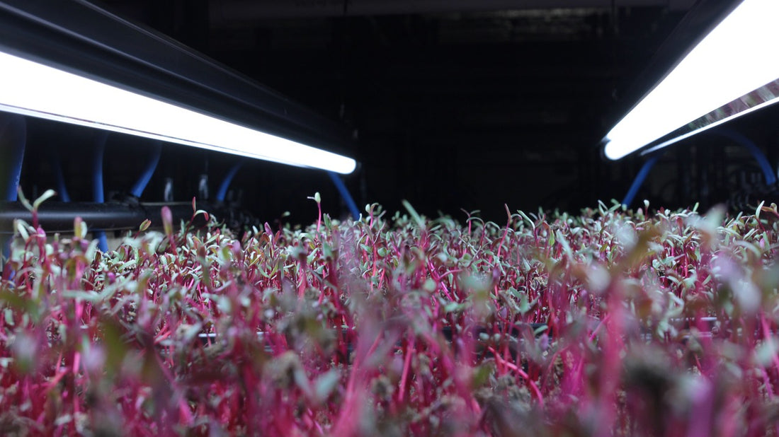How to Fertilise Microgreens When Growing in Hydroponic Trays: Everything You Need to Know