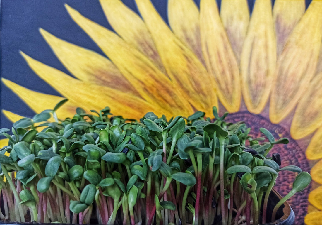 How to Grow Microgreens Hydroponically: A Step-by-Step Guide