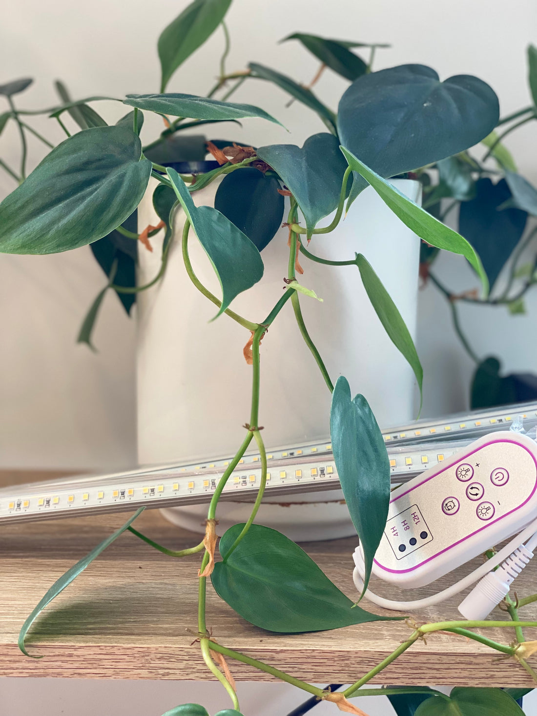 Proven Strategies for Optimising Your LED Grow Light Investment