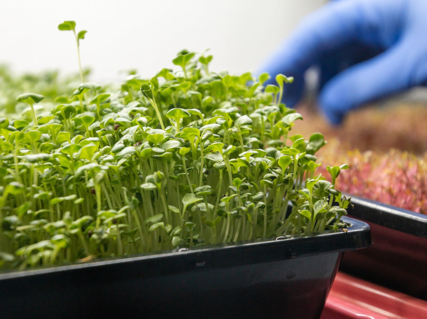 Mizuna Microgreen Seeds
