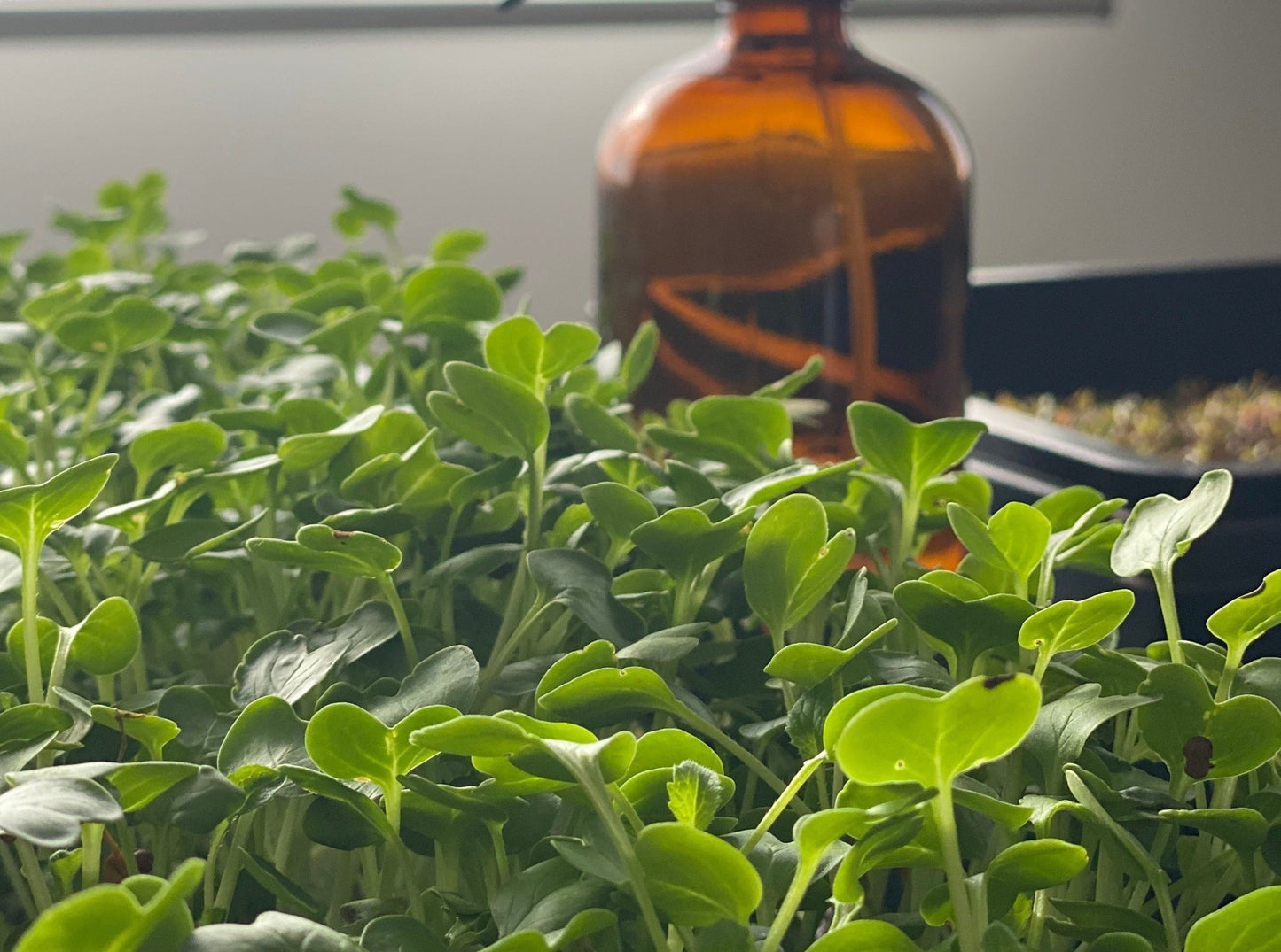 Mustard Microgreen Seeds