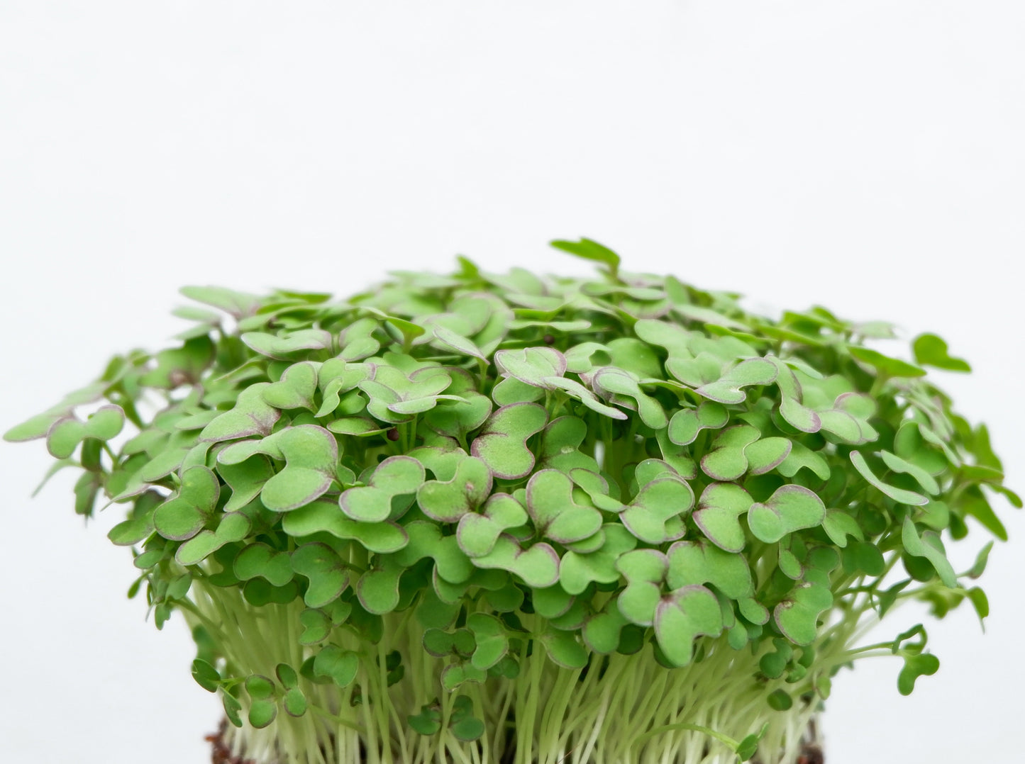Daikon Radish Microgreen Seeds