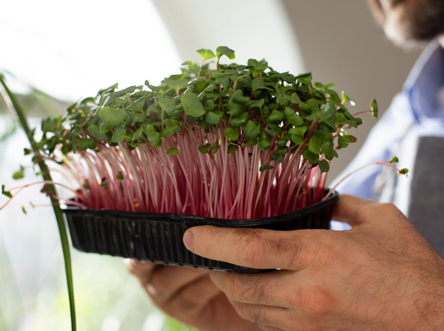 Beetroot Bulls Blood Microgreen Seeds
