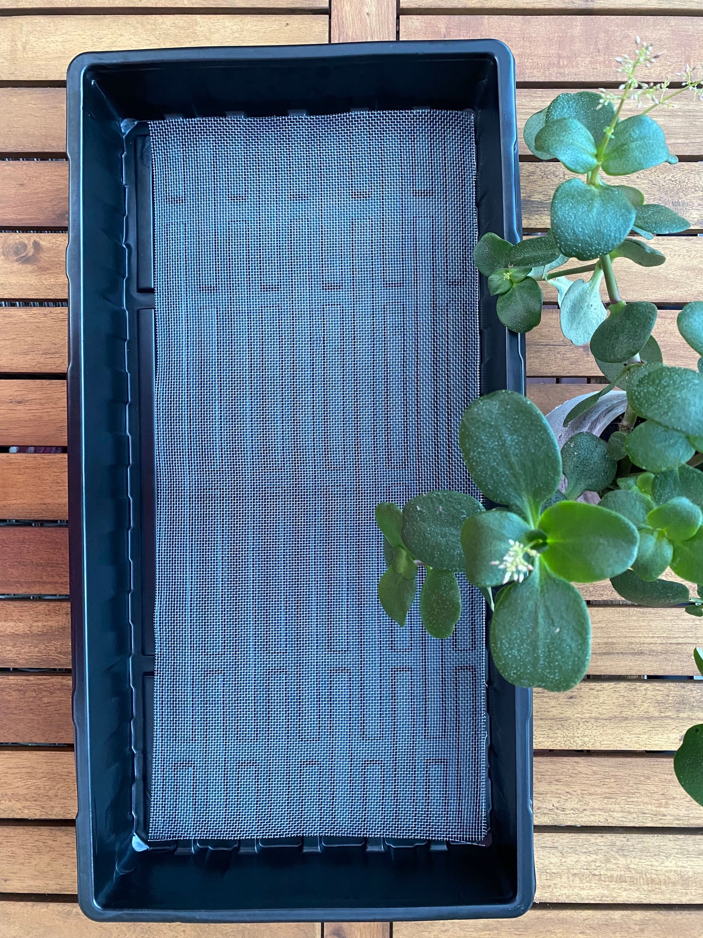 Reusable Mesh Growing Medium for Microgreens