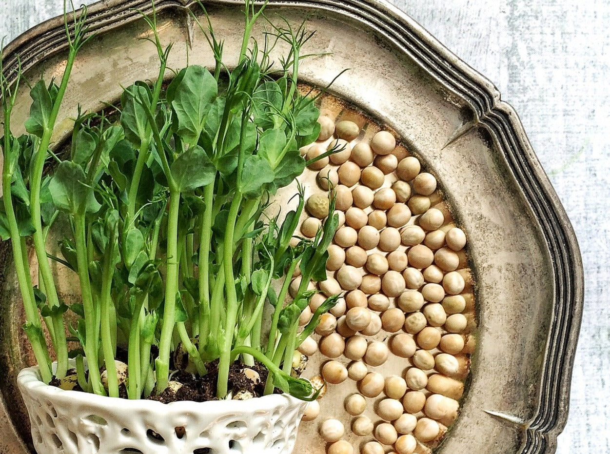 Pea Micgrogreen Seeds