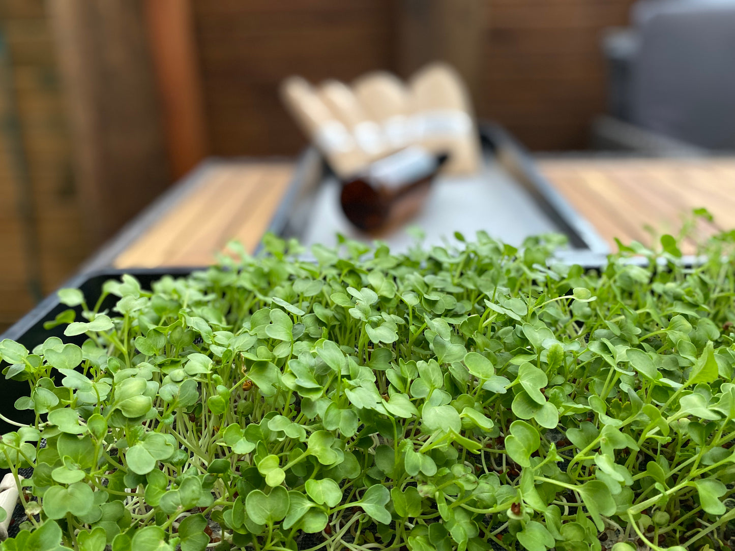 Hydroponic Microgreen Kit Set with Reusable Mesh Medium