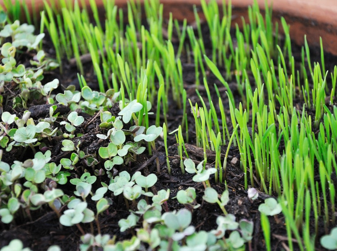Microgreens Seeds Kit (5 varieties)